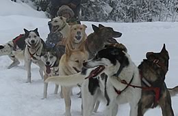 Discover the outdoors by dogsled.