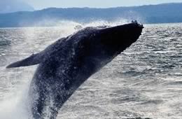 Whale Watching in Canada