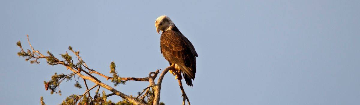 Delta BC Canada Adventures Travel Guide in the Lower Mainland