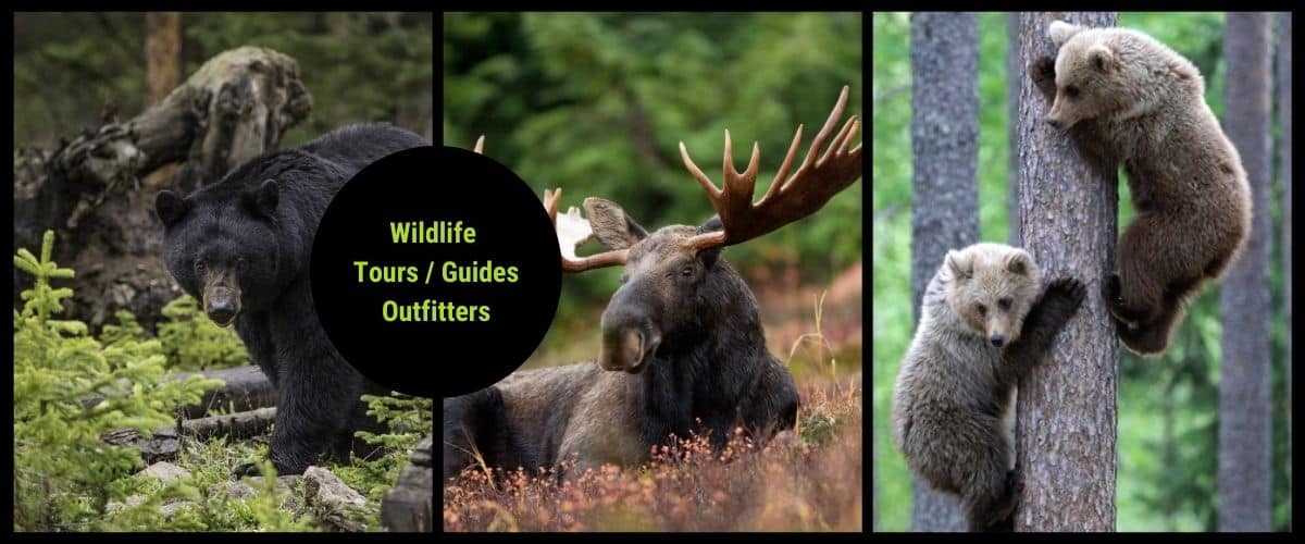 Wildlife tours in Canada including sightseeing guides