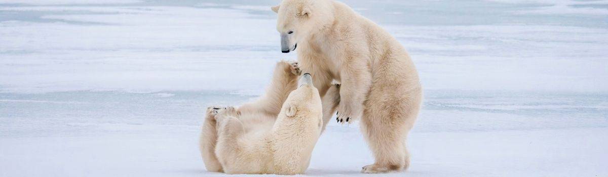 Churchill Manitoba Canada Travel Guide