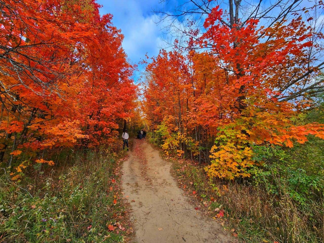 Trails leading into a forest of Autumn colours in the Cheltenham Badlands