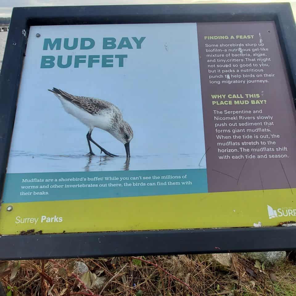 Birdwatching in Mud Bay in Surrey British Columbia Canada.