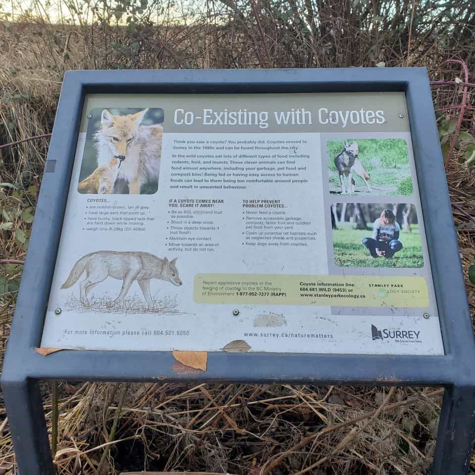 Mud Bay Park is home to coyote sightings and signs educating hikers of their habitat.