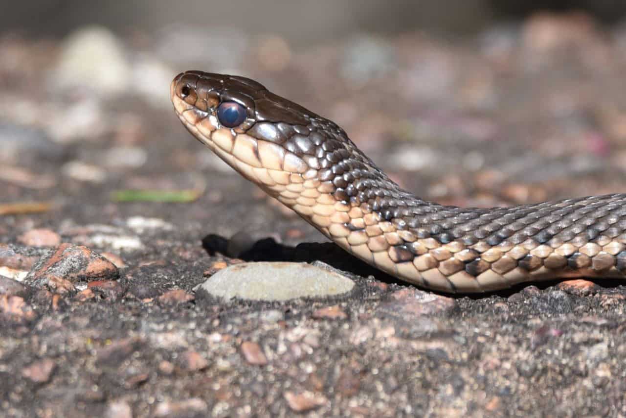 The Trans Canada Trail on Prince Edward Island crosses through many wetlands, making sightings of frogs, turtles, and harmless garter snakes easy to do.