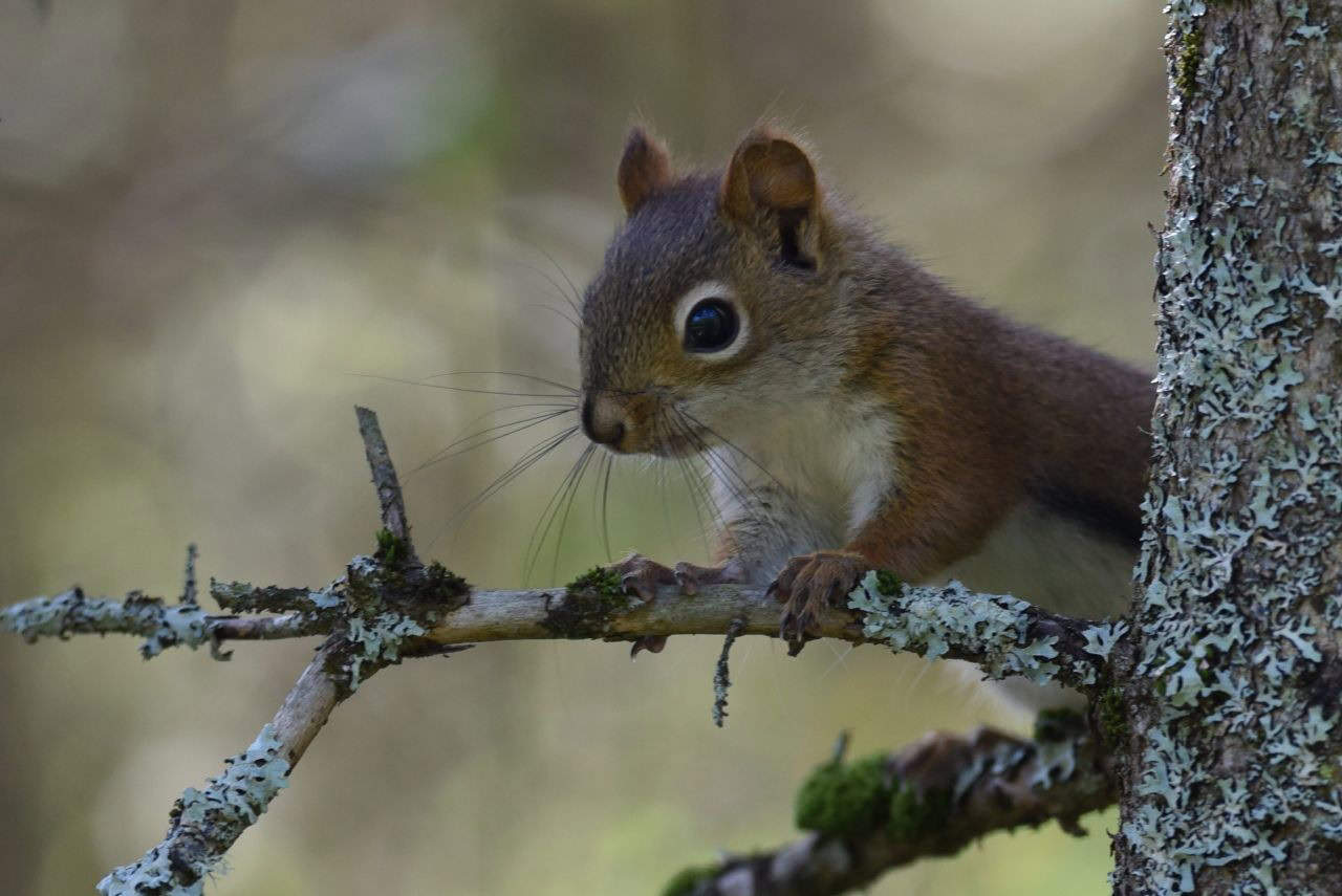 Wildlife sightings are frequent on the Confederation Trail in Prince Edward Island, including foxes, coyotes, squirrels, chipmunks, garter snakes, and of course birds.