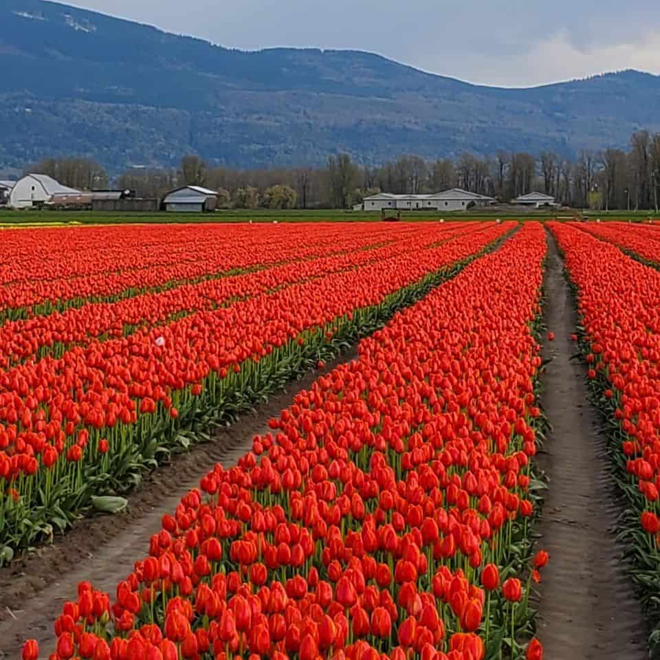 It is easy to take dramatic photos in this picturesque part of British Columbia. Usually tulips are in bloom in late April and early May. This working farm is set up to welcome guests from all over.