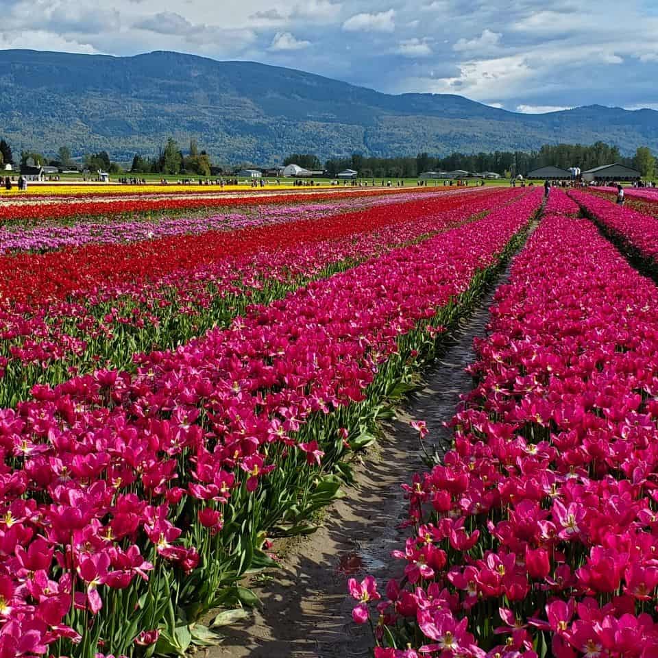 The Chilliwack Tulip Festival has acres of Tulips. Under two hours from Vancouver. Visitors can see millions of blooms.