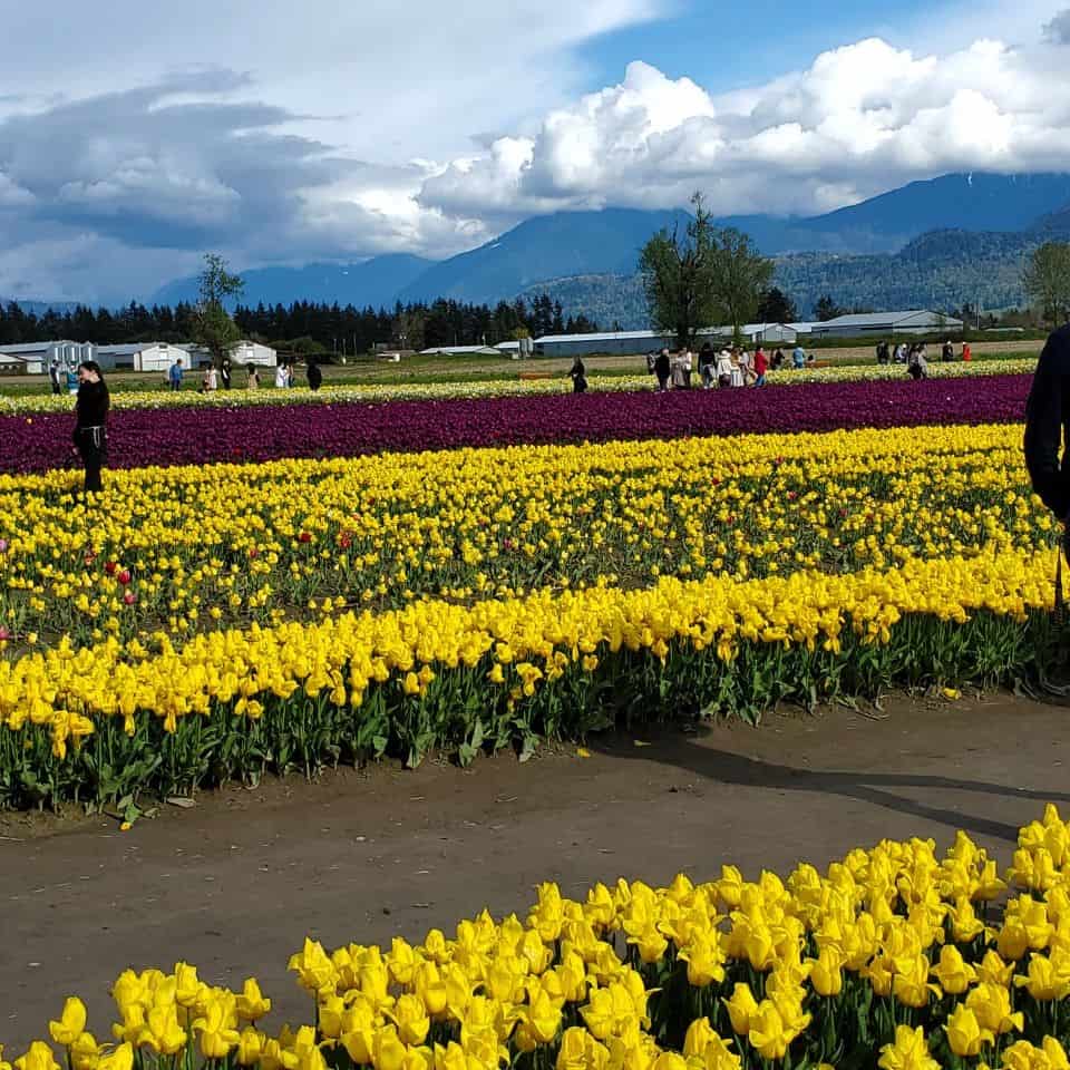 Fresh air, sunshine, and a walk among the tulips in the beautiful Fraser Valley, British Columbia. The Chilliwack Tulip Festival draws visitors from all over. Nearly 50,000 people come here each year.