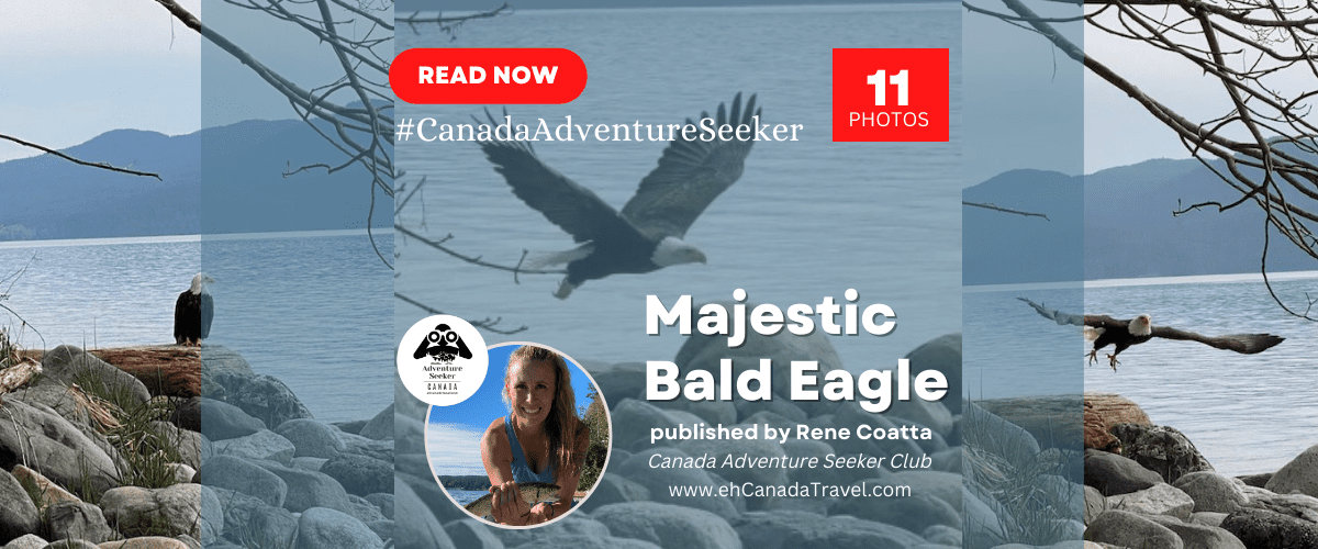 The Majestic Bald Eagle of British Columbia