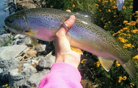 15 Places To Bring the Kids Fishing Near Calgary Alberta includes beautiful rainbow trout.