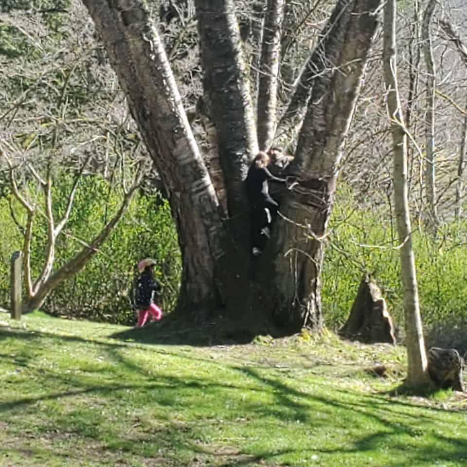 Children with space to play decide to attempt climbing the tree. Lots of room for a game of tag or hide and seek. Adventures for the whole family.
