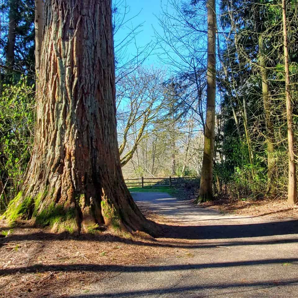 Surrey BC Canada is the location of Redwood Park, a wonderful mixture of mature wooded land and open grassy areas.