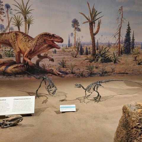A display from the Royal Tyrrell Museum in Drumheller Alberta Canada
