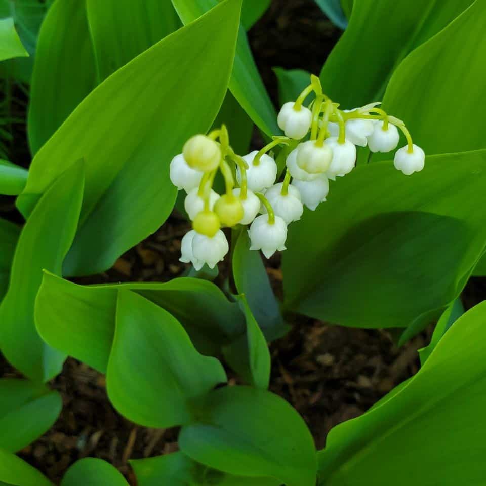 One of my favorite spring flowers - Lily of the Valley. Enjoy the many flowers gracing this acreage. Gardeners will especially enjoy seeing the variety.