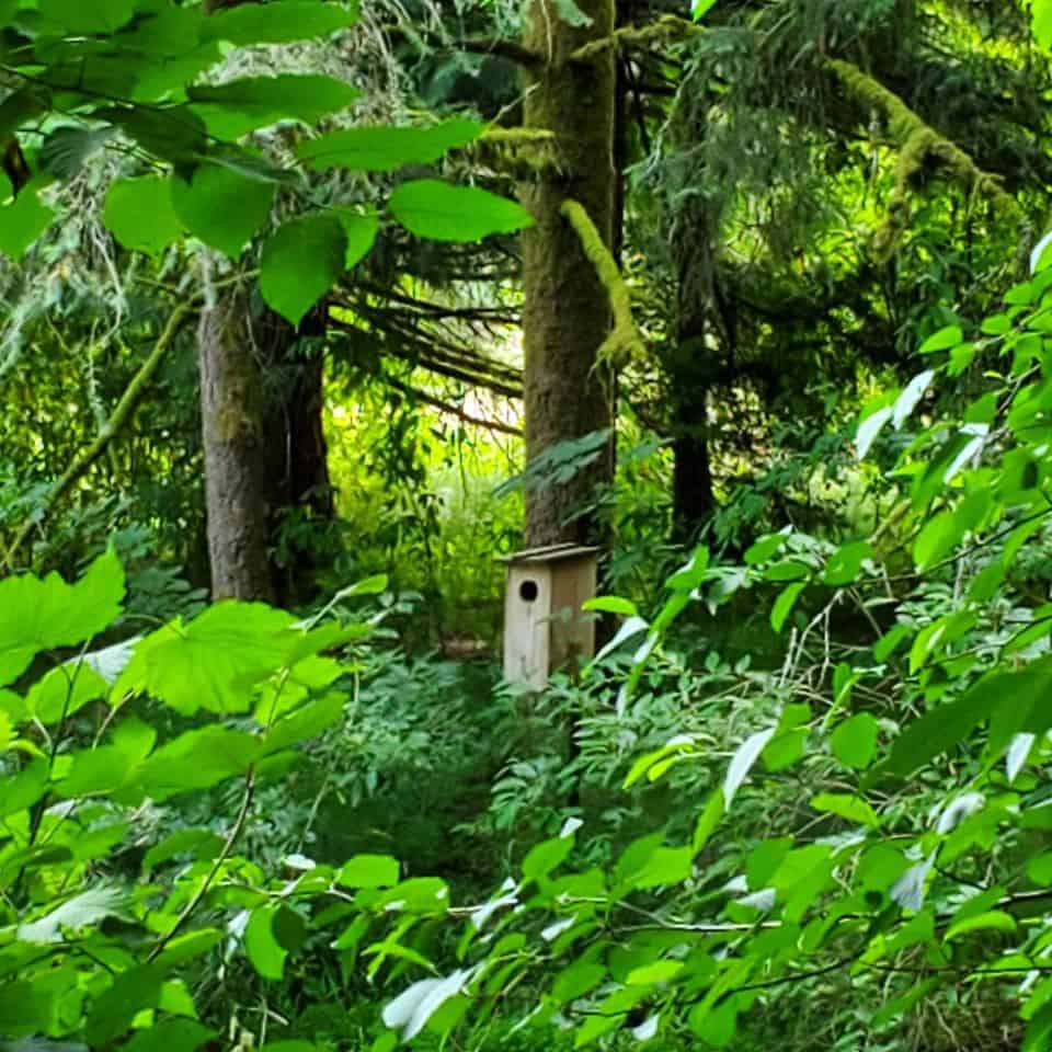 The pond, tall grasses, and nesting boxes invite water fowl to this area. Enjoy the bird song as you walk on well-maintained pathways in this little oasis in the City of Surrey, BC.