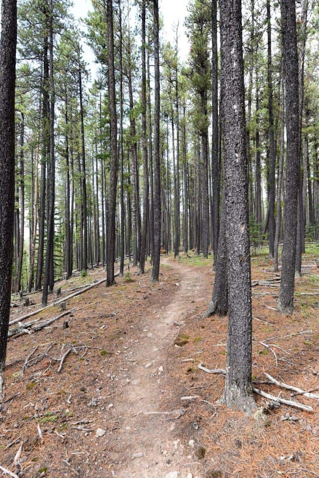 The trails of West Bragg Creek take hikers and cyclists through stunning coniferous forests, sites of past forest fires, and up to breathtaking mountain views.
