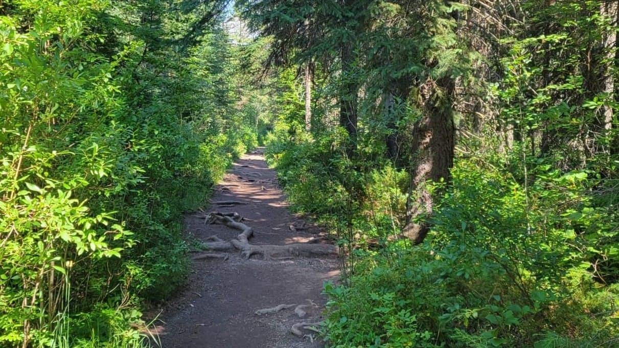 A hiking trail leads adventure seekers through a forested path to the impressive Wapta Falls