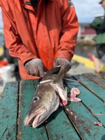 A local fisherman on Fogo Island slices up his catch of the day in Newfoundland Canada.