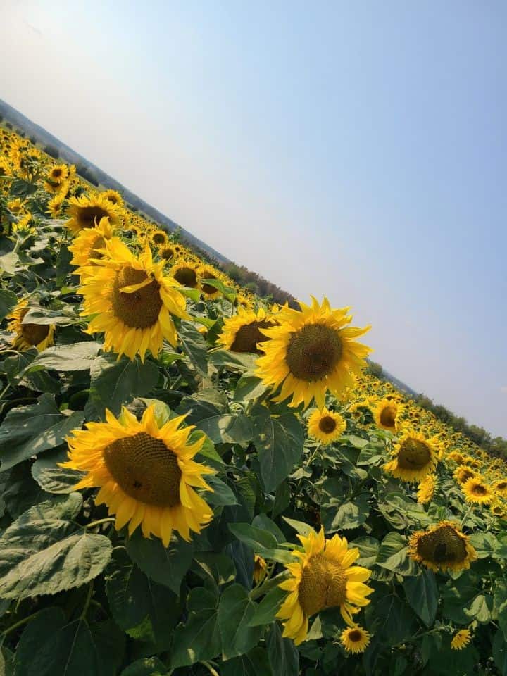 Beautiful sunflowers views at the Bowden Sunmaze in Alberta Canada