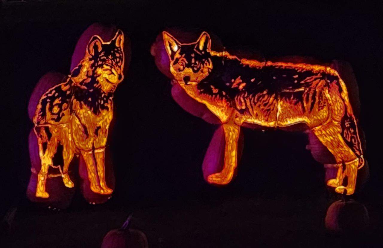 Wolves carved out of pumpkins in Calgary Alberta Canada
