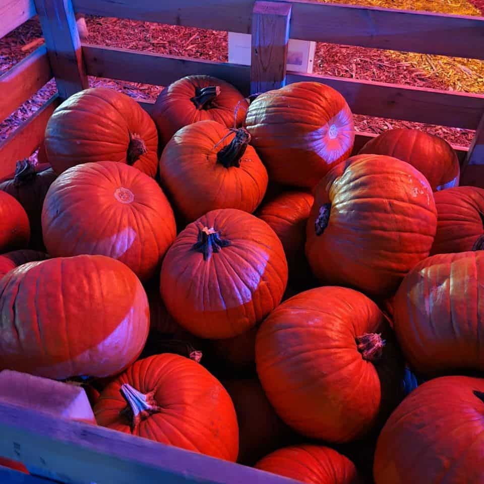 Pumpkins available to purchase at the Brooks Cornmaze is just one of the reasons to visit this Alberta event.