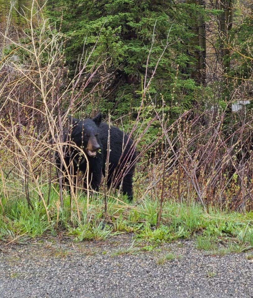 Black bear having a snack of shrubs in Alberta Canada