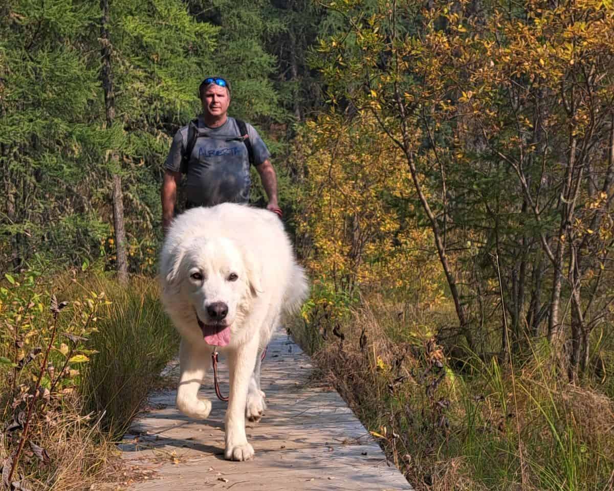 Hiking with the dogs on the Emerson Lake Trail Boardwalk in Sundance Provincial Park near the Town of Hinton Alberta