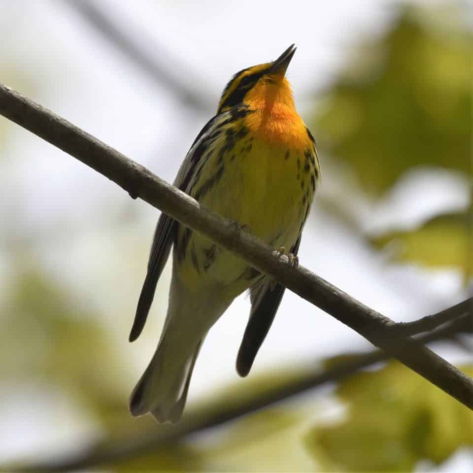 Blackburnian Warblers are one of the most colourful migratory songbirds, and Cold Lake, Alberta, Canada, on the Iron Horse Trail, is an underpreciated birding hotspot where you have a great chance of spotting one.