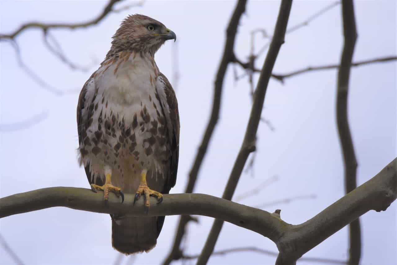 If you are planning to hike, cycle, or bird watch on Alberta's Meadowlark Trail near Irricana, AB, bring your binoculars and birding checklist.  Over 140 species of birds have been reported in the area, including migratory birds, shorebirds, waterfowl, and raptors like this Red-tailed Hawk.