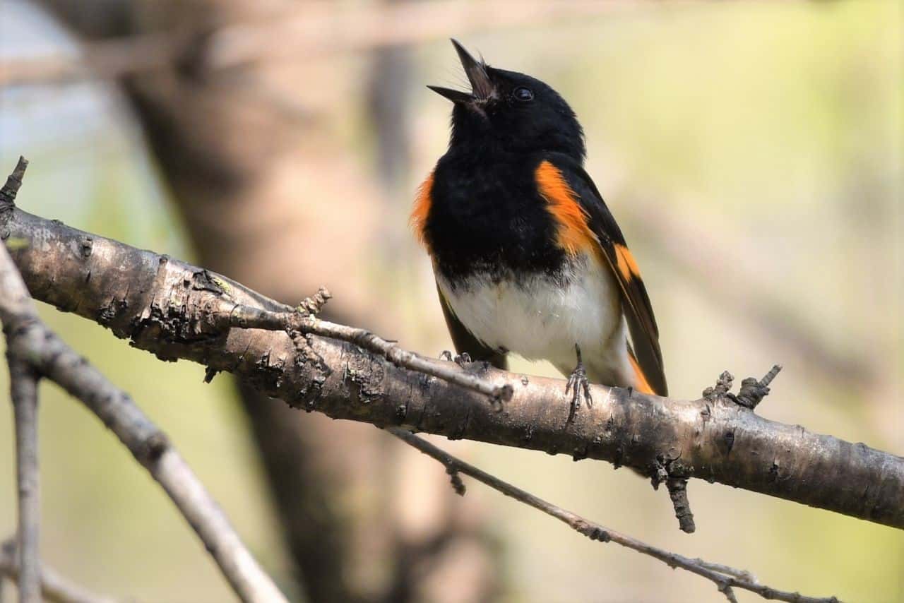 The Waterfront Trail in Nelson, British Columbia is an underappreciated birding hotspot in BC.  Bird watchers have reported over 214 species, including songbirds like this American Redstart.
