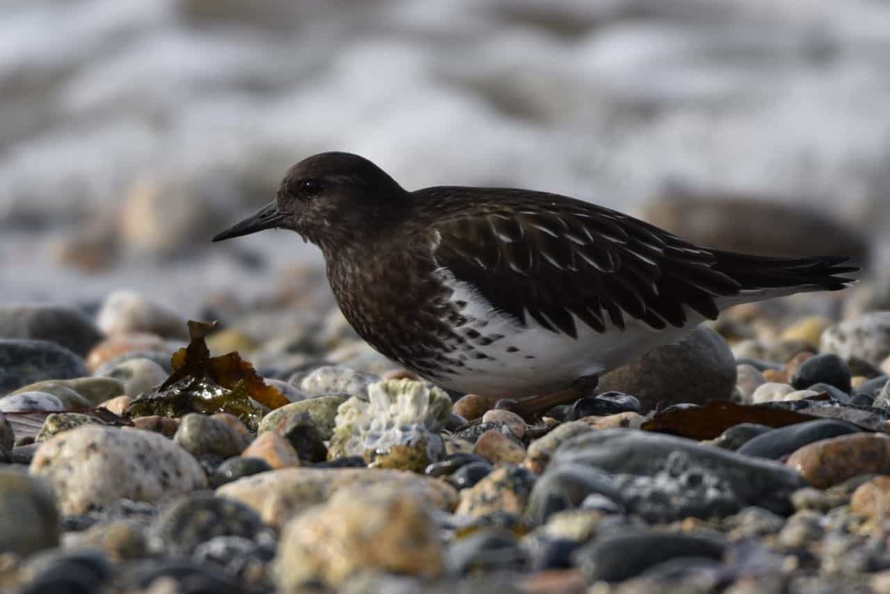 Shorebirds like this Black Turnstone are regular avian visitors to the Esquimalt Lagoon Bird Sanctuary, Victoria, BC, making it a popular birding hotspot on the Trans Canada Trail on Vancouver Island.