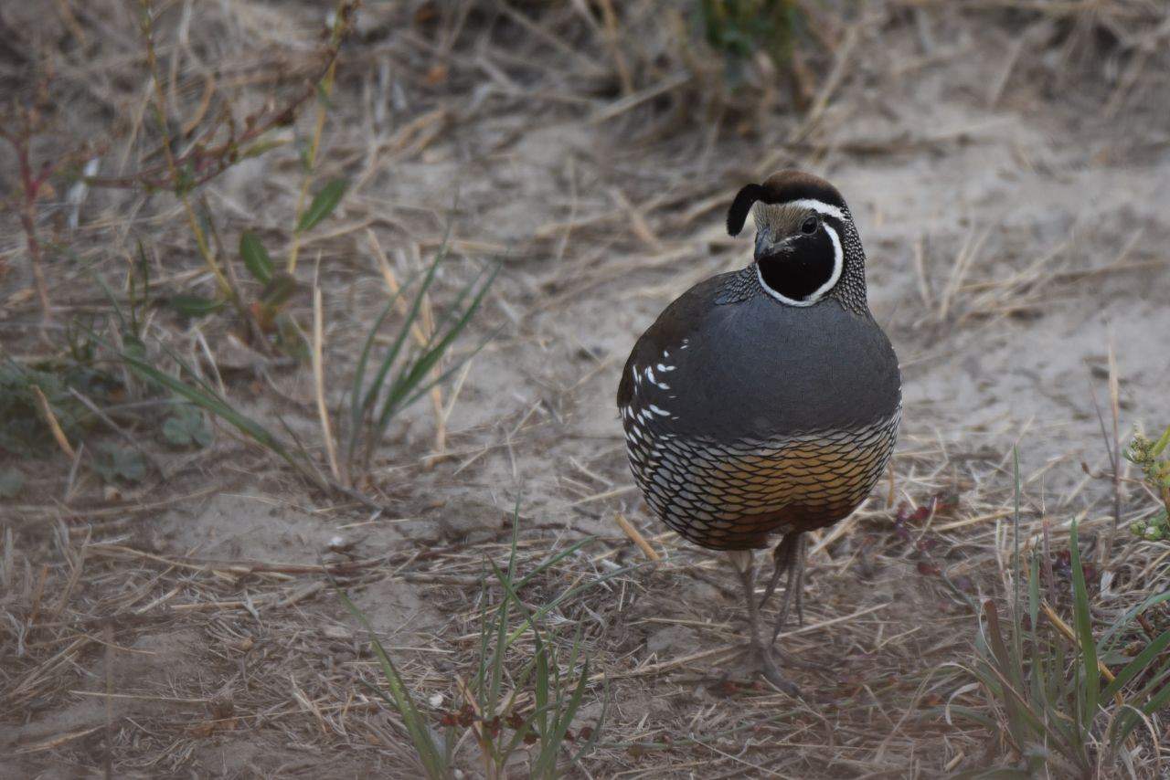 Over 195 bird species have been reported on the Penticton Waterfront, in Penticton BC making this portion of the Kettle Valley Trail a birding hotspot.  This comical California Quail was a birding highlight for us.