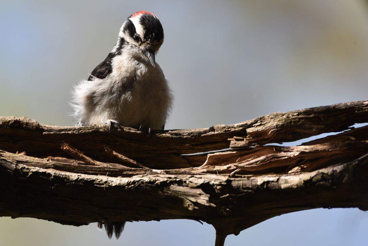 The Selkirk College Trails in Castlegar, BC are a highlight when birding British Columbia from the Trans Canada Trail.  They offer changes to see waterfowl, shorebirds, gulls, and forest species like this Downy Woodpecker.