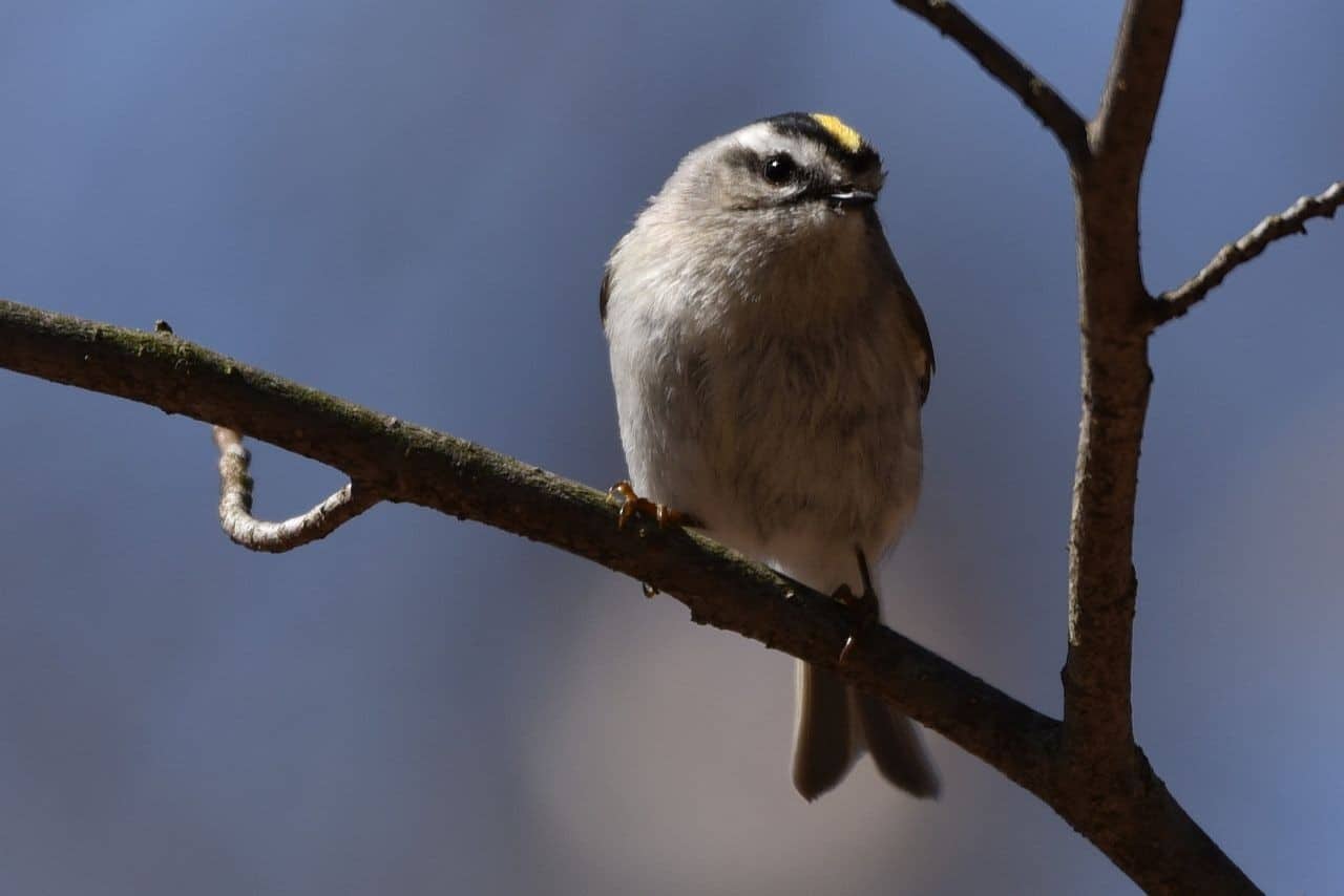 Golden-crowned Kinglets moved ceaselessly through the shrubs along the Trans Canada Trail as we hiked through Kimberley Nature Park in Kimberley, British Columbia.