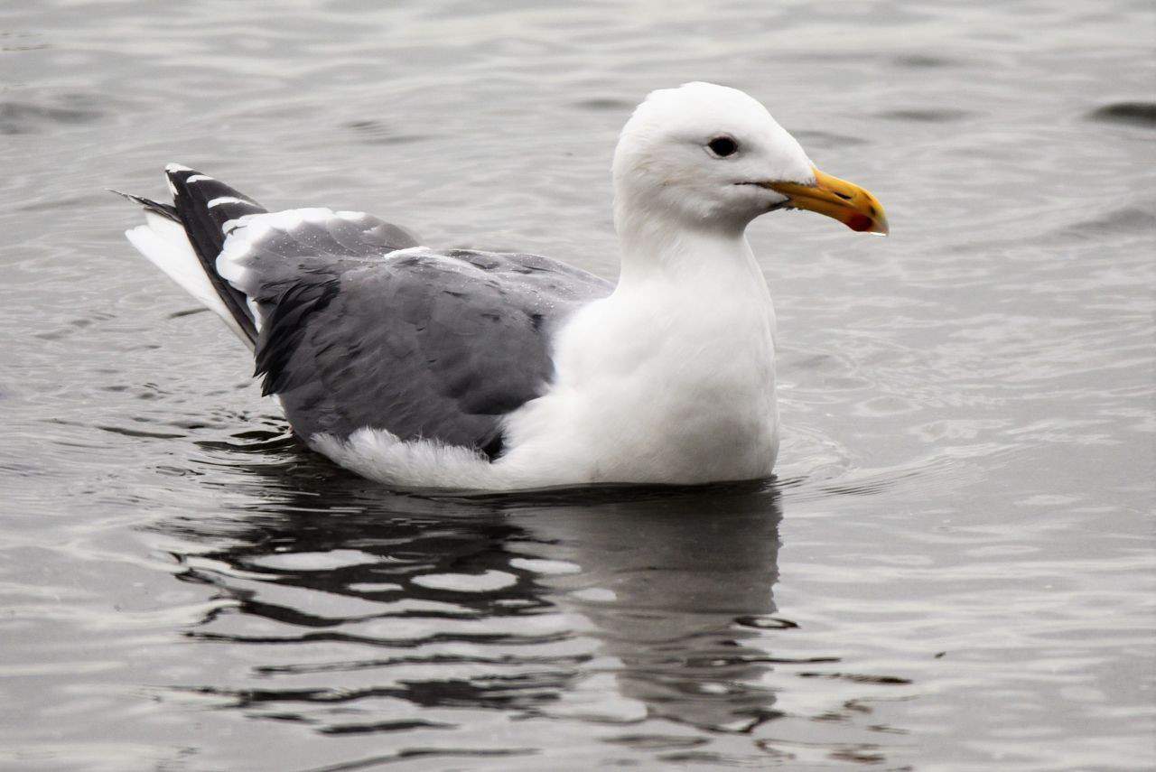 The Selkirk College Trails are located at the confluence of the Columbia and Kootenay Rivers in Castlegar, British Columbia, making them a birding hotpsot.  Herring Gulls are just one of the gull species that can be spotted out on the rivers.