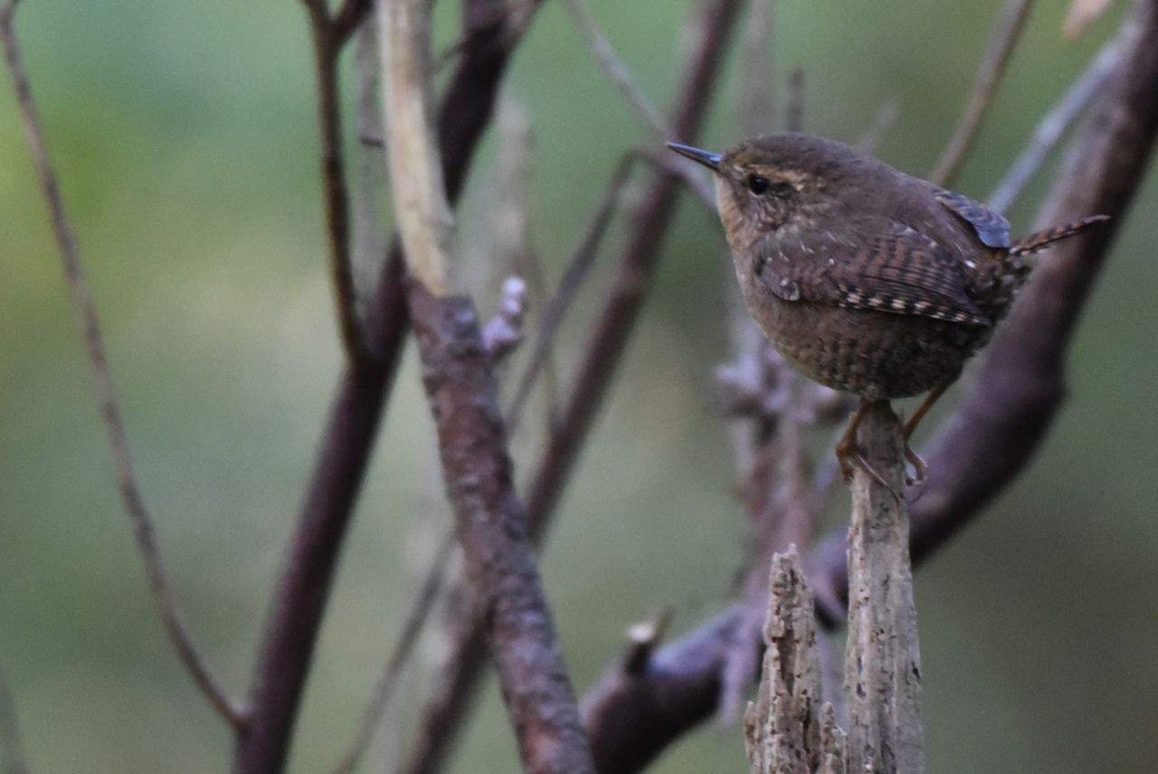 The Pacific Wren is a tiny bird with a huge voice, and it was one of the highlights of our hike through the Kimberley Nature Park while birding British Columbia from the Trans Canada Trail.