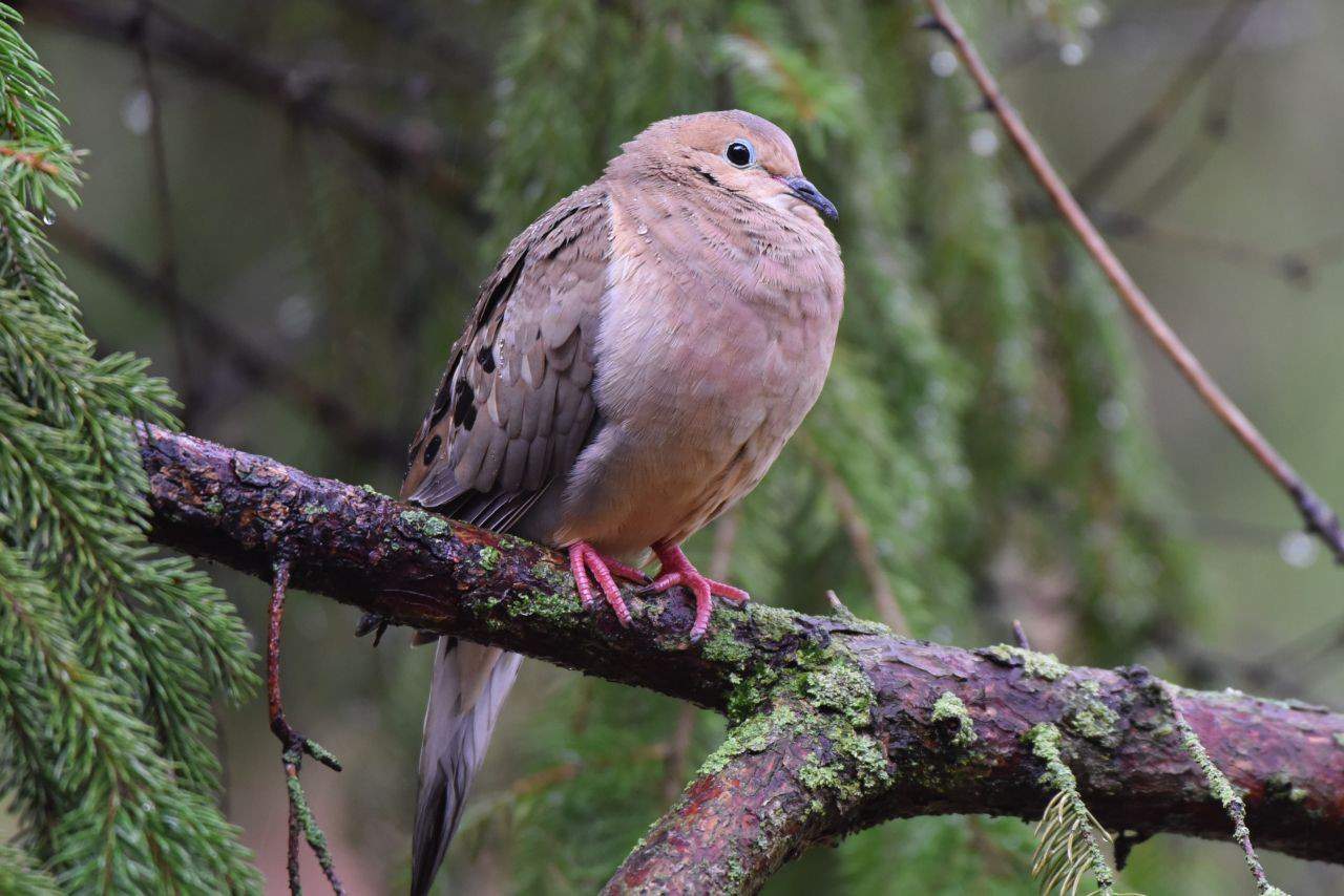Mourning Doves and other songbirds are a common sight at Great Blue Heron Nature Reserve in Chilliwack, BC.  This 325 ha reserve features forests, wetlands, and lagoons, making it a birding hotspot in BC.
