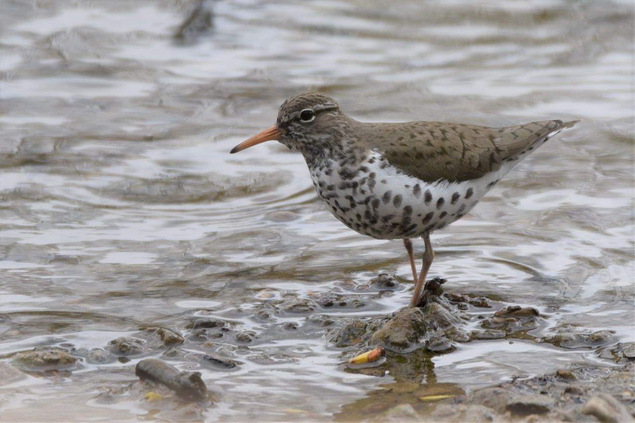 The Selkirk College Trails Castlegar BC are a hotspot for bird watchers visiting British Columbia, Canada.  Over 257 bird species have been reported, including shorebirds like this Spotted Sandpiper.