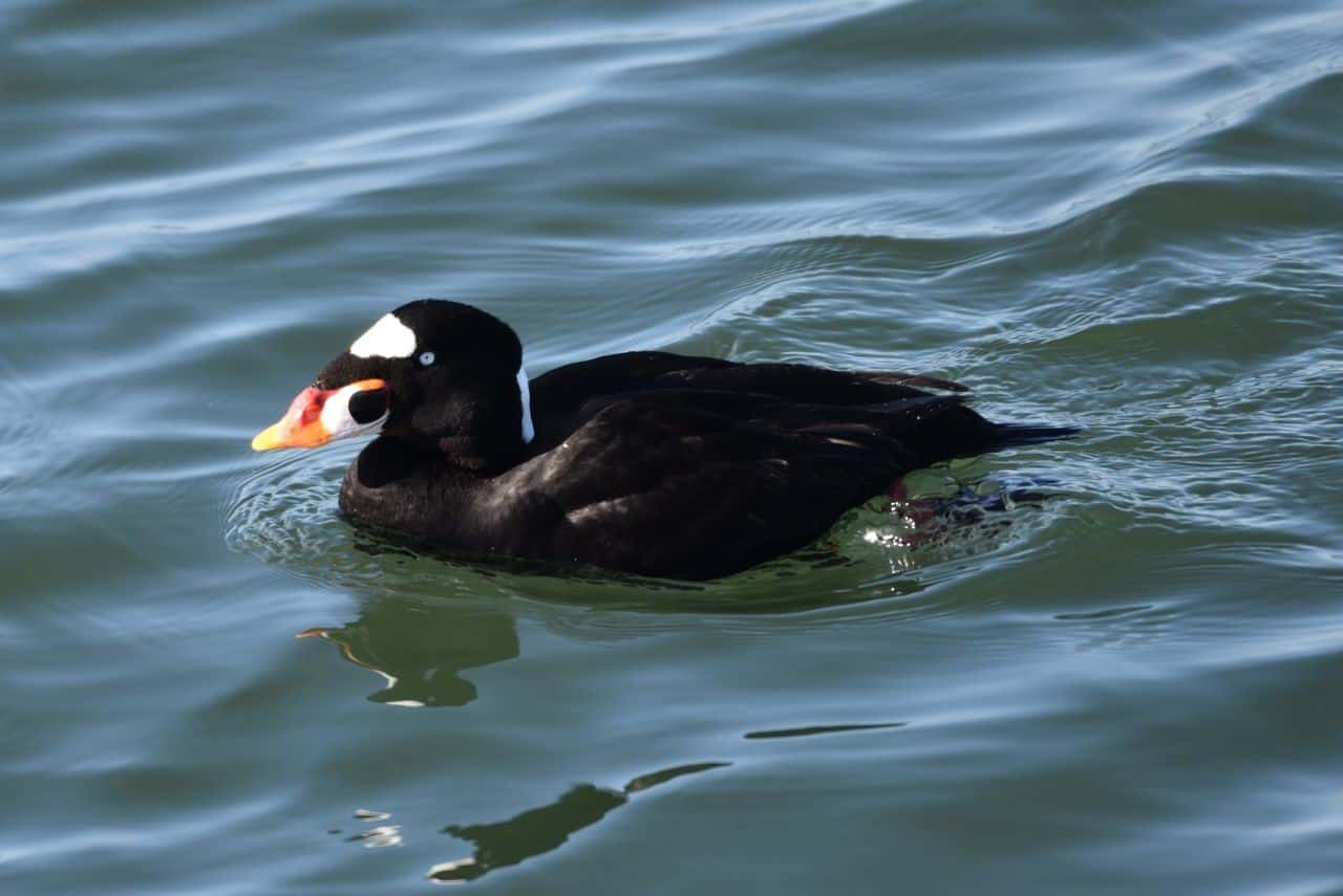 Rocky Point Park in Port Moody, British Columbia, Canada is a birding hotspot.  The wooden pier into Burrard Inlet is a perfect place to find waterfowl, like large flocks of Surf Scoters.