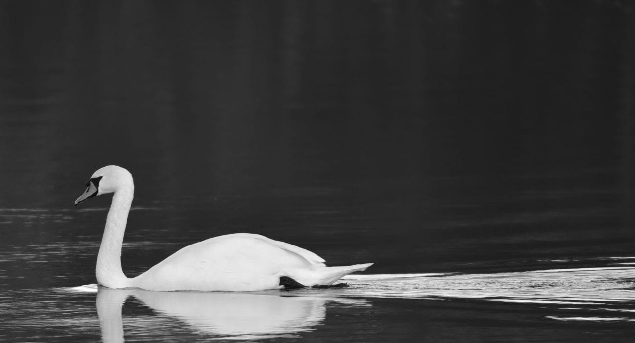 Located off the North Dyke Trail, the Great Blue Heron Nature Reserve in Chilliwack BC includes two lagoons which support a range of ducks, geese, and swans, like this graceful Trumpeter Swan.