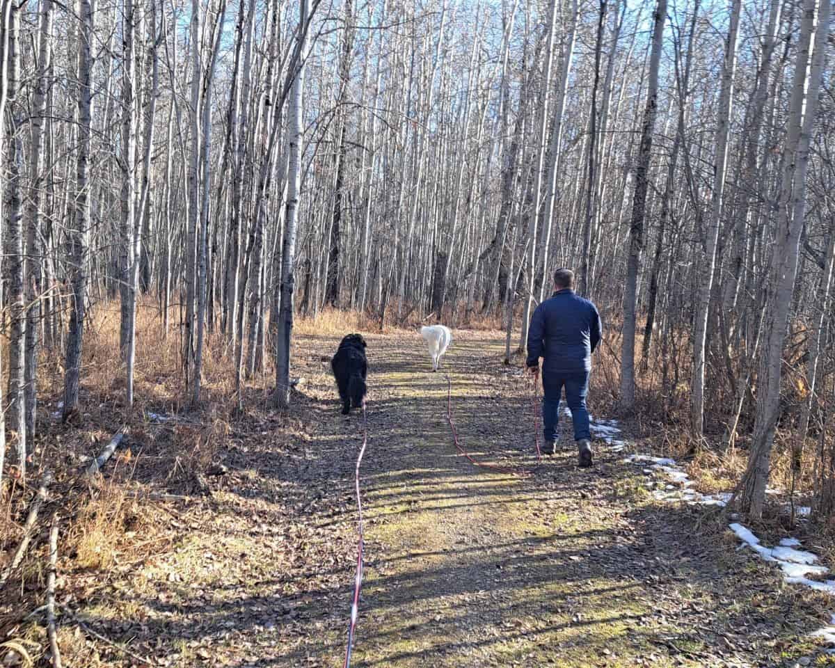 Enjoying a fall walk with the dogs at the Graves Wildlife Sanctuary at Pigeon Lake Alberta Canada