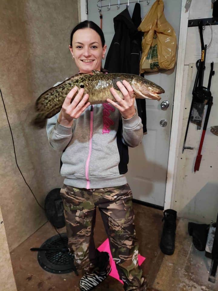 Burbot are known as poor mans lobster and are a great fish to fry up and eat. Gull Lake is located north of Calgary Alberta Canada. Ice hut rentals available on Gull Lake.