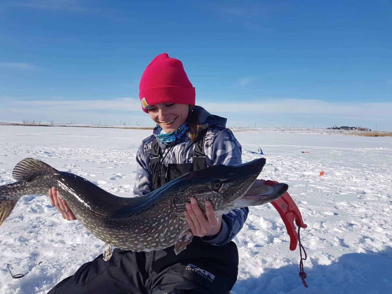 While ice fishing Lake Newell in southern Alberta Canada, I caught this nice northern pike on a tip-up. Brooks is a great winter destination as well.
