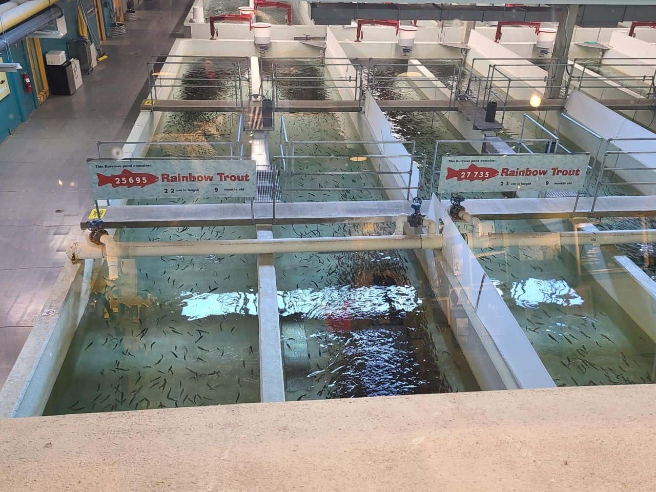 Book a tour at the Biw Habitat Station Hatchery and learn all about what goes into the fish program in Alberta Canada.