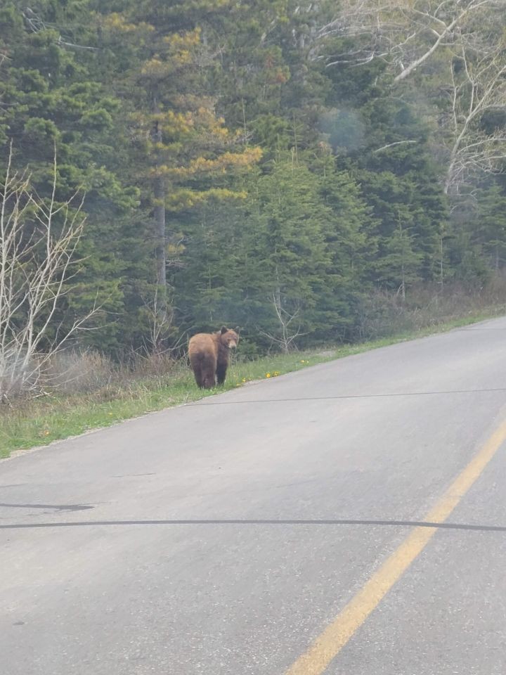 Grizzly bear on the road in Waterton Lakes National Park Alberta Canada. Drive safe as there are a lot of animals that call this park home.