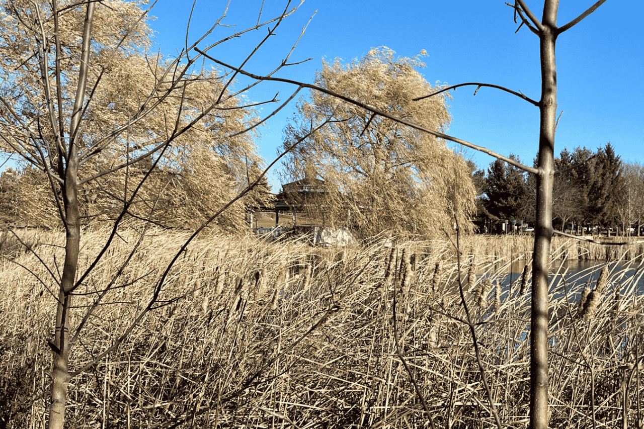 The view of the covered gazebo from across the pond.