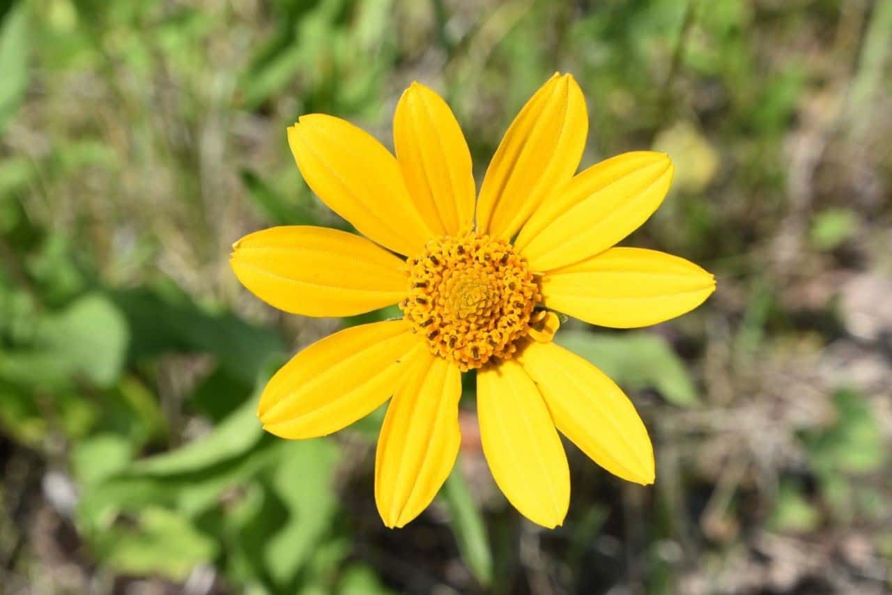 Vibrant wildflowers add a splash of color to the Crow Wing Trail / Chemin St. Paul, enhancing Manitoba’s prairie landscapes. Pilgrims and hikers enjoy these natural bursts of beauty along the route.