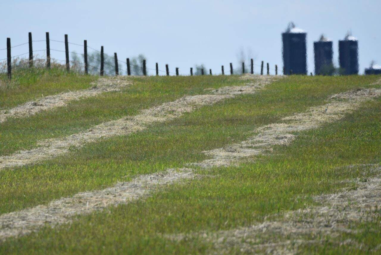 Experience the orderly and minimalist beauty of Manitoba’s agricultural landscape along the Crow Wing Trail. Freshly mowed fields capture the essence of rural life, where farming meets the expansive horizon on Canada’s Camino route.