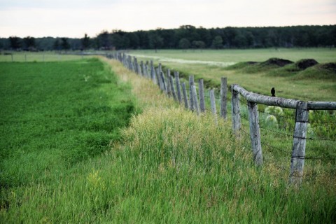 A wooden fence stretches across Manitoba’s prairie along Chemin St. Paul, with open fields and wildlife capturing the quiet beauty, expansive views, and reflective nature of this Canadian Camino route.
